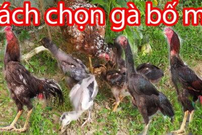 Chia sẻ cách ghép gà trống mái chuẩn kỹ thuật nhất hiện nay