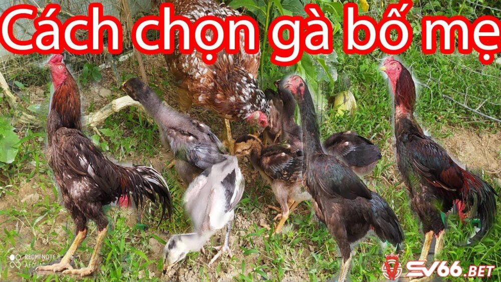 Quy tắc khi chọn giống gà bố mẹ mà sư kê nên biết 