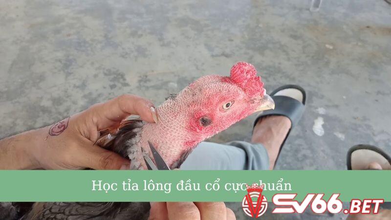 Học tỉa lông đầu cổ cực chuẩn cho chiến kê