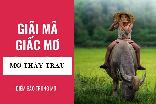 Giải mã giấc mơ thấy trâu