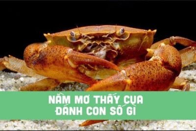 Nằm mơ thấy cua có ý nghĩa gì? Là điềm lành hay dữ?